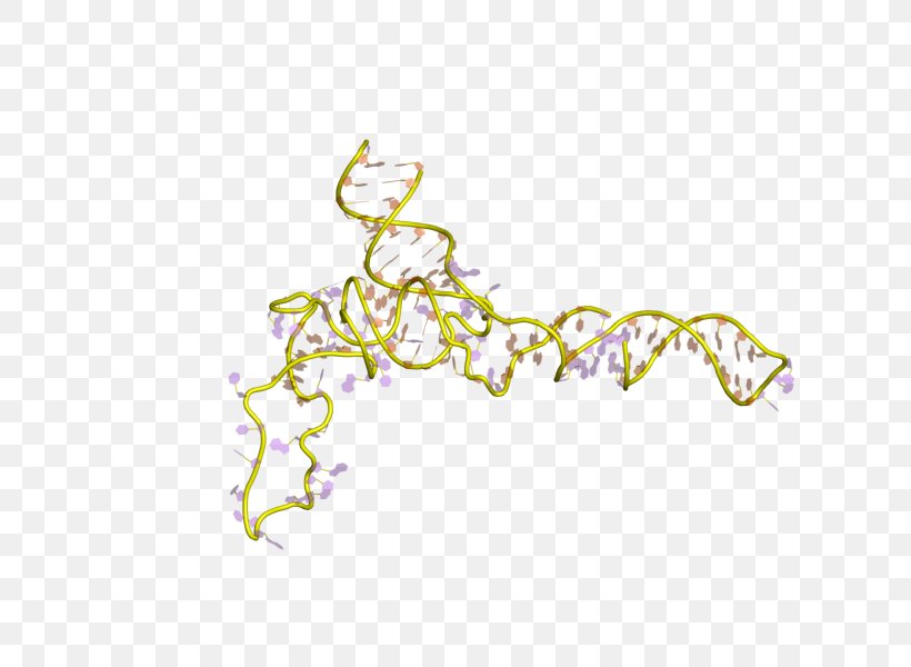 5S Ribosomal RNA Ribosome RNA Polymerase, PNG, 800x600px, 5s Ribosomal Rna, Bacteria, Body Jewelry, Branch, E Coli Download Free