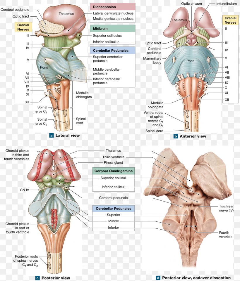 Hip Medulla Oblongata Brainstem Anatomy Spinal Cord, PNG, 1278x1500px, Watercolor, Cartoon, Flower, Frame, Heart Download Free