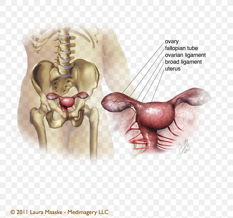 Medical Illustration Ovary Medicine Anatomy, PNG, 773x765px, Watercolor, Cartoon, Flower, Frame, Heart Download Free