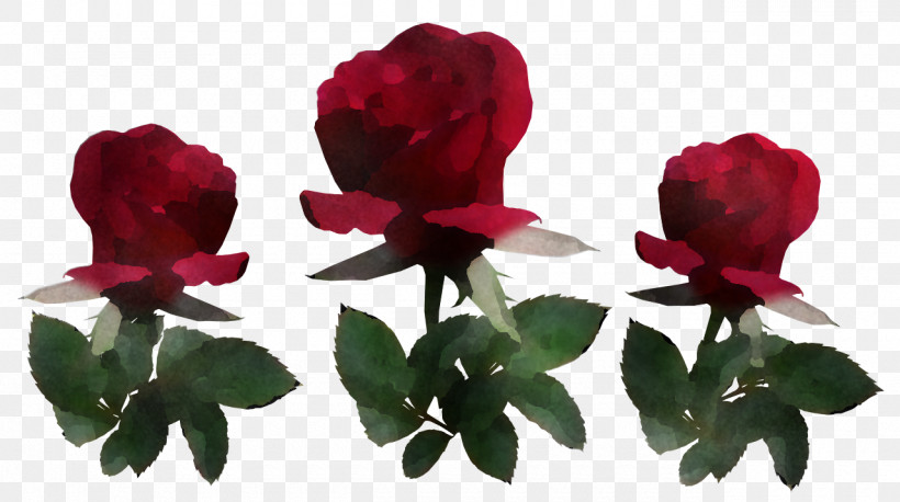 Garden Roses, PNG, 1280x716px, Garden Roses, Azalea, Biology, Cut Flowers, Flower Download Free