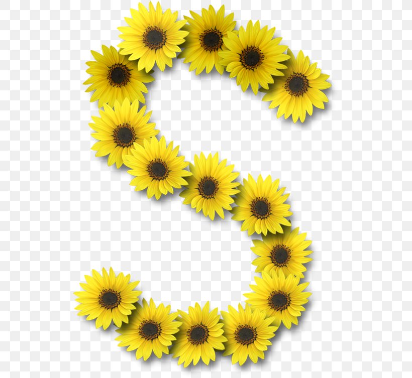 Letter Case Alphabet Common Sunflower, PNG, 531x753px, Letter, All Caps, Alphabet, Common Sunflower, Daisy Family Download Free