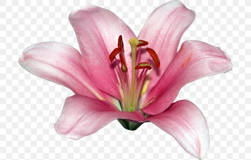 Pink M Cut Flowers Petal Daylily RTV Pink, PNG, 700x523px, Pink M, Cut Flowers, Daylily, Flower, Flowering Plant Download Free