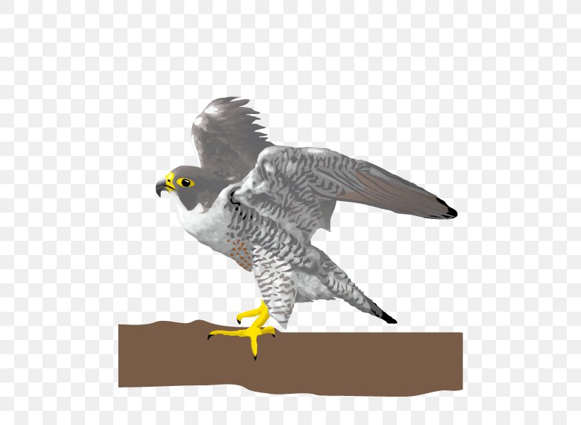 Bird Falcon Eagle, PNG, 600x600px, Falcon, Accipitriformes, Beak, Bird, Bird Of Prey Download Free