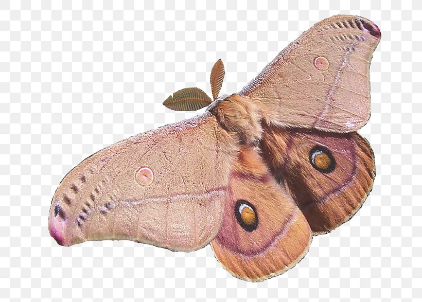 Butterfly Insect Opodiphthera Eucalypti Polyphemus Moth, PNG, 800x587px, Butterfly, Antheraea, Arthropod, Bombycidae, Bombyx Mori Download Free