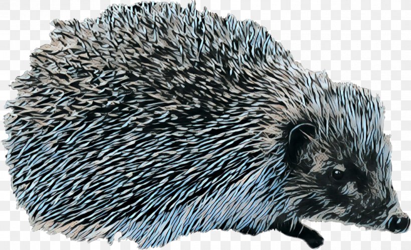 Domesticated Hedgehog Porcupine European Hedgehog, PNG, 1475x897px, Domesticated Hedgehog, Animal, Domestication, Echidna, Erinaceidae Download Free