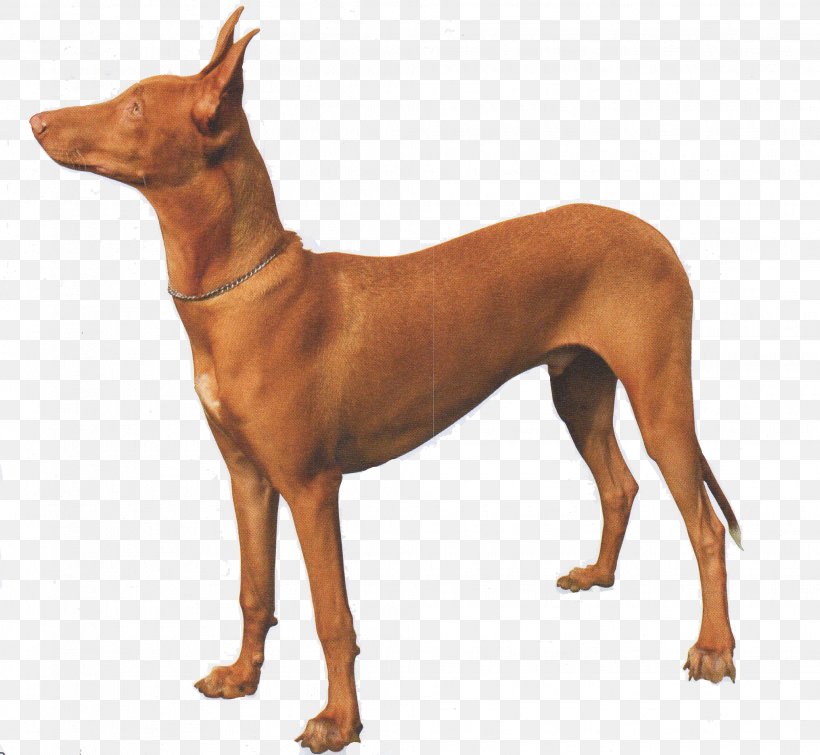 Howrse Pharaoh Hound Russian Don Dutch Warmblood Hanoverian Horse, PNG, 2032x1871px, Howrse, Akhalteke, Ancient Dog Breeds, Animal, Breed Download Free