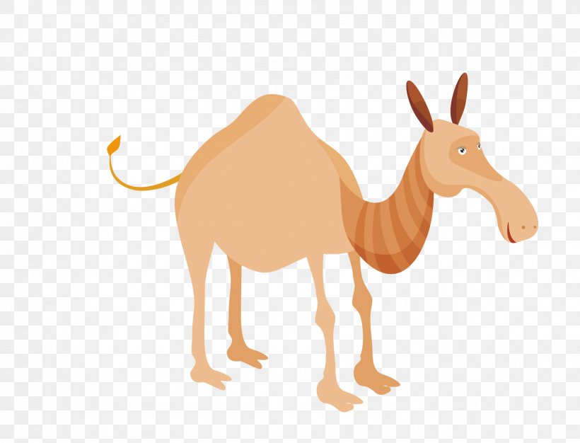 Royalty-free Drawing Illustration, PNG, 1697x1297px, Royaltyfree, Camel, Camel Like Mammal, Drawing, Fauna Download Free