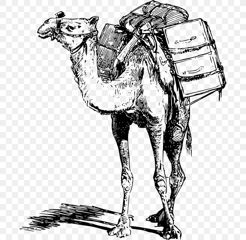 Bactrian Camel Dromedary Llama Pack Animal Clip Art, PNG, 691x800px, Bactrian Camel, Arabian Camel, Art, Black And White, Camel Download Free
