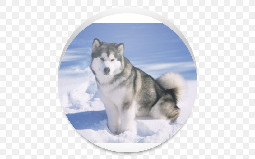 Alaskan Malamute Siberian Husky Greenland Dog Alaskan Husky Samoyed Dog, PNG, 512x512px, Alaskan Malamute, Akita, Alaska, Alaskan Husky, Alaskan Klee Kai Download Free