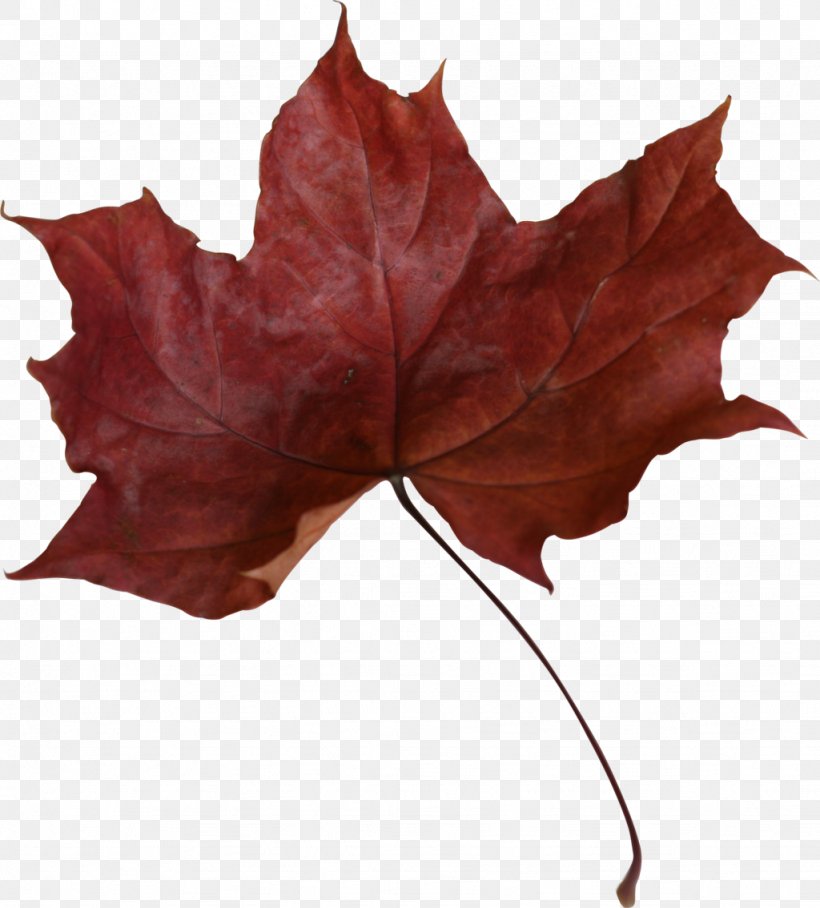 Canada Red Maple Maple Leaf, PNG, 1024x1134px, Canada, Autumn, Color, Flag Of Canada, Flower Download Free
