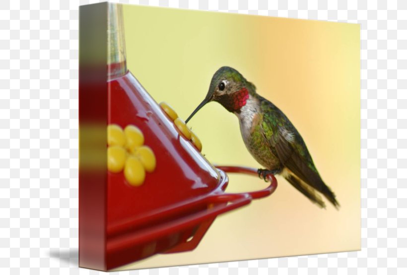 Hummingbird Beak Fauna Pollinator, PNG, 650x555px, Bird, Beak, Fauna, Hummingbird, Hummingbird M Download Free