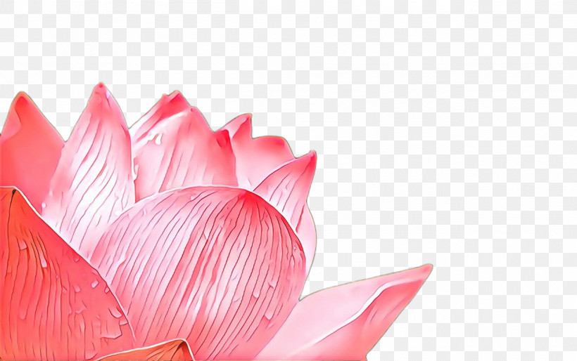 Lotus, PNG, 2527x1584px, Petal, Aquatic Plant, Closeup, Flower, Lotus Download Free