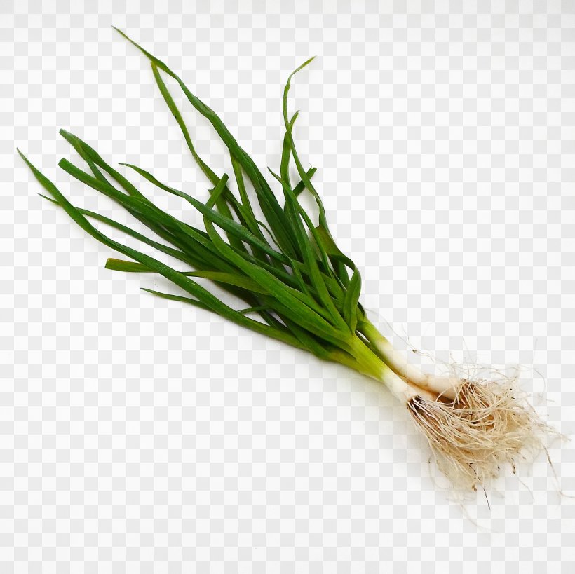 Allium Fistulosum Shallot Scallion Vegetable, PNG, 2384x2384px, Allium ...