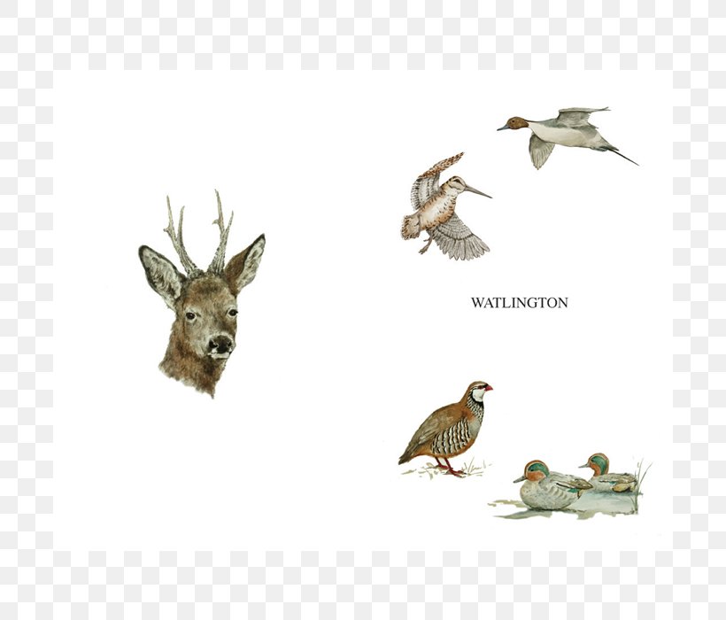 Beak Bird Of Prey Fauna Wildlife, PNG, 700x700px, Beak, Bird, Bird Of Prey, Fauna, Organism Download Free