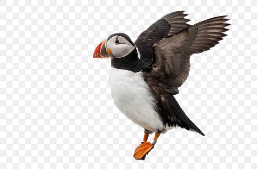 Bird Puffin Atlantic Puffin Beak Seabird, PNG, 720x540px, Bird, Atlantic Puffin, Auk, Beak, Hunting Decoy Download Free