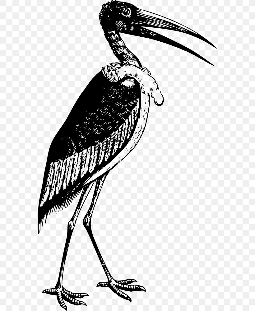 Marabou Stork T-shirt White Stork Bird Crane, PNG, 578x1000px, Marabou Stork, Baby Toddler Onepieces, Beak, Bird, Black And White Download Free