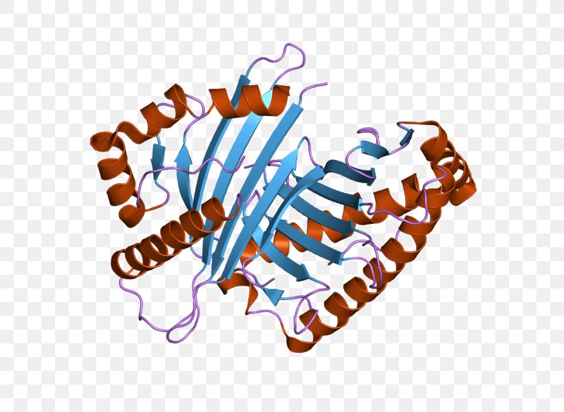 OGDH Oxoglutarate Dehydrogenase Complex Alpha-Ketoglutaric Acid Enzyme, PNG, 800x600px, Watercolor, Cartoon, Flower, Frame, Heart Download Free