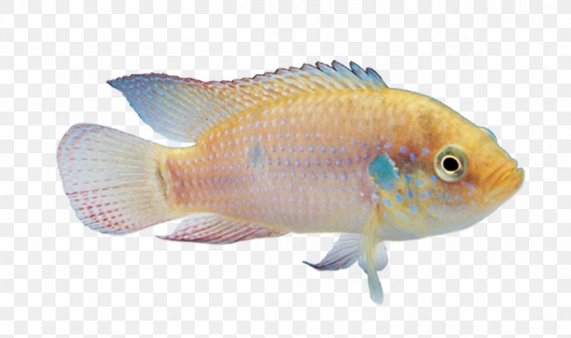 Carassius Auratus Angelfish Ornamental Fish, PNG, 1251x741px, Carassius Auratus, Angelfish, Coral Reef Fish, Discus, Fauna Download Free