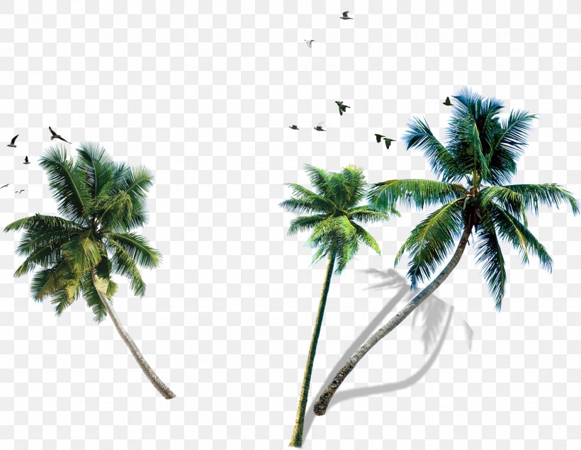 Coconut Water Coconut Milk King Quice Palm Trees, PNG, 1868x1448px, Coconut Water, Arecales, Asian Palmyra Palm, Botany, Coconut Download Free