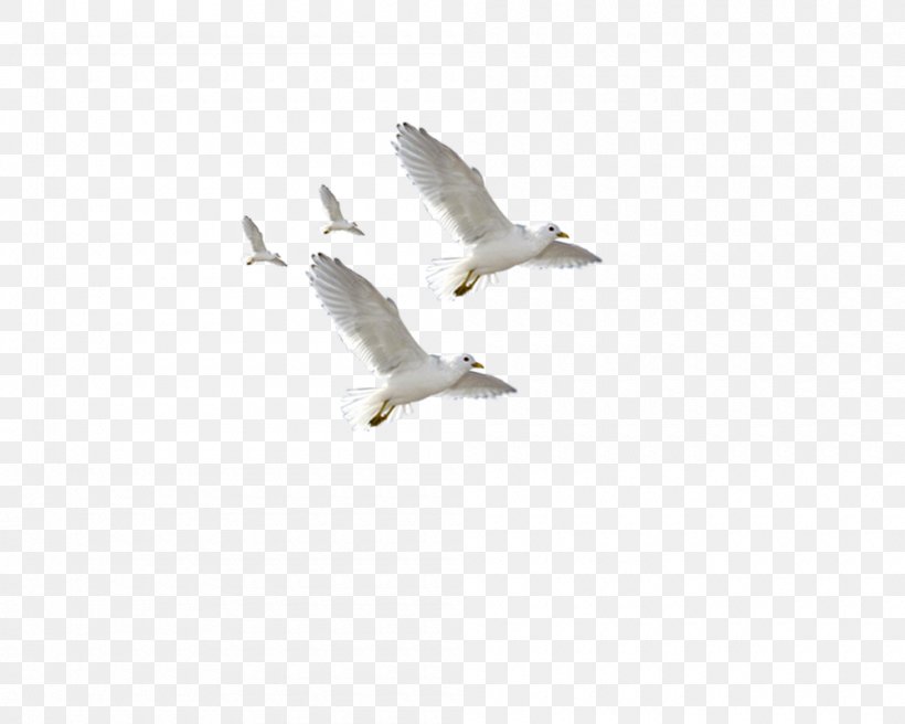 European Herring Gull Common Gull Flight Bird, PNG, 1000x800px, European Herring Gull, Balloon, Beak, Bird, Bird Migration Download Free