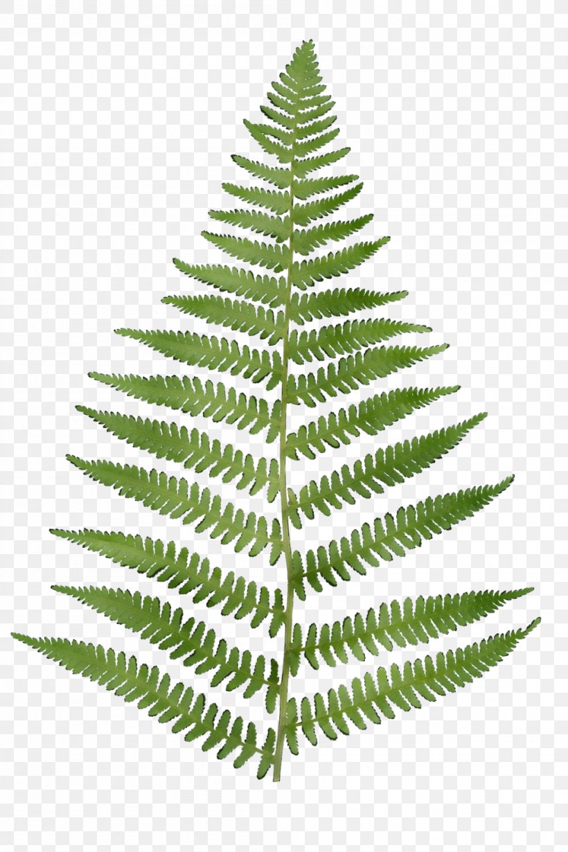 Fern, PNG, 999x1499px, Watercolor, Canadian Fir, Fern, Ferns And Horsetails, Leaf Download Free