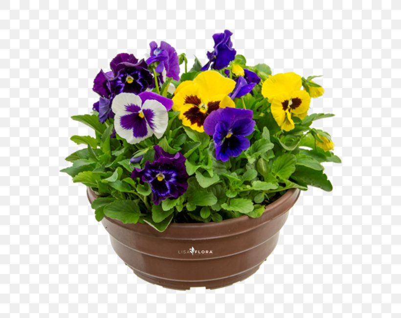 Pansy Flowerpot Violet Annual Plant Herbaceous Plant, PNG, 590x650px, Pansy, Annual Plant, Flower, Flowering Plant, Flowerpot Download Free
