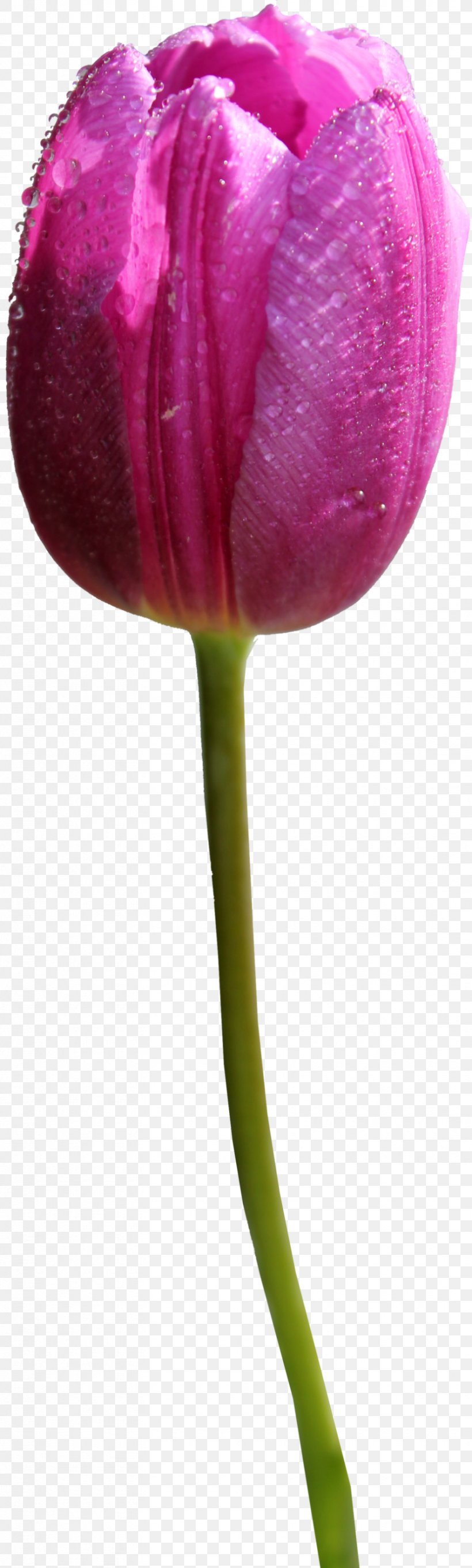 Skagit Valley Tulip Festival Flower Clip Art, PNG, 830x2758px, Skagit Valley Tulip Festival, Bud, Close Up, Cut Flowers, Flower Download Free