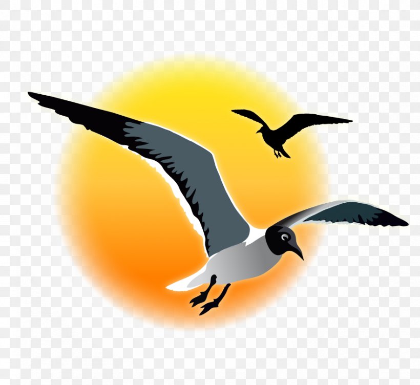 Bird Migration Fauna Water Bird Beak, PNG, 882x809px, Bird, Animal Migration, Beak, Bird Migration, Charadriiformes Download Free
