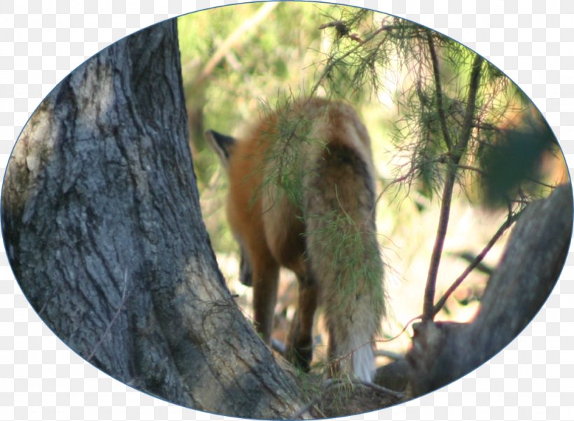 Dog Canidae Fur Wildlife Mammal, PNG, 1024x751px, Dog, Canidae, Dog Like Mammal, Fauna, Fur Download Free