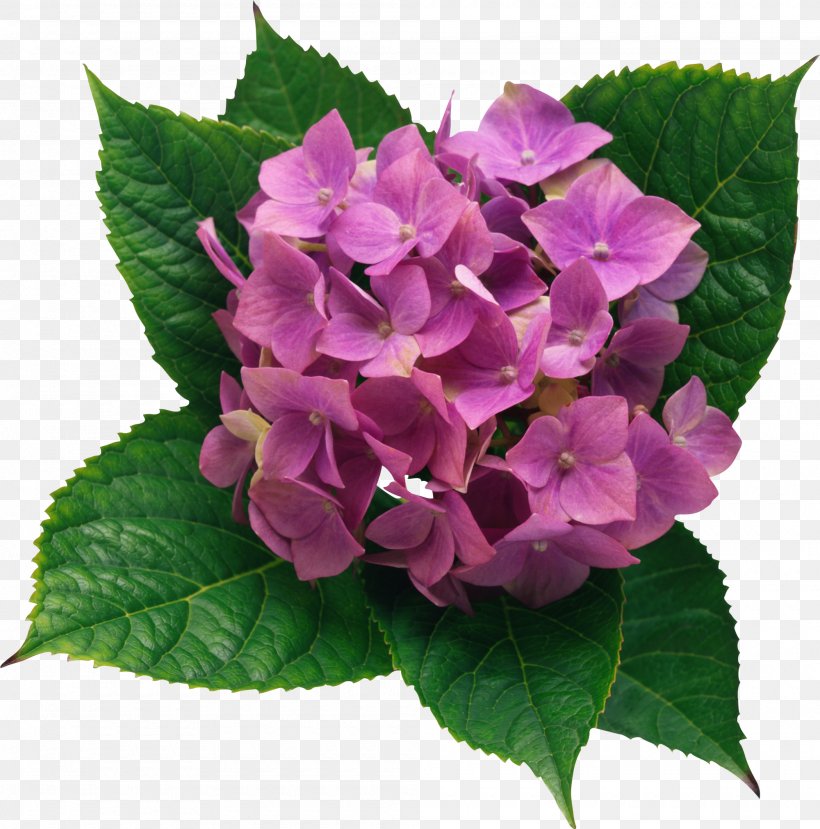 French Hydrangea Flower Color Clip Art, PNG, 2000x2022px, French Hydrangea, Annual Plant, Art, Color, Cornales Download Free