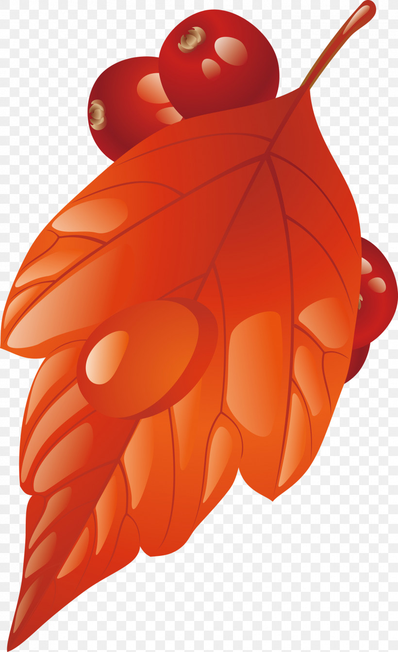 Orange, PNG, 1829x3000px, Leaf, Insect, Orange, Plant, Red Download Free