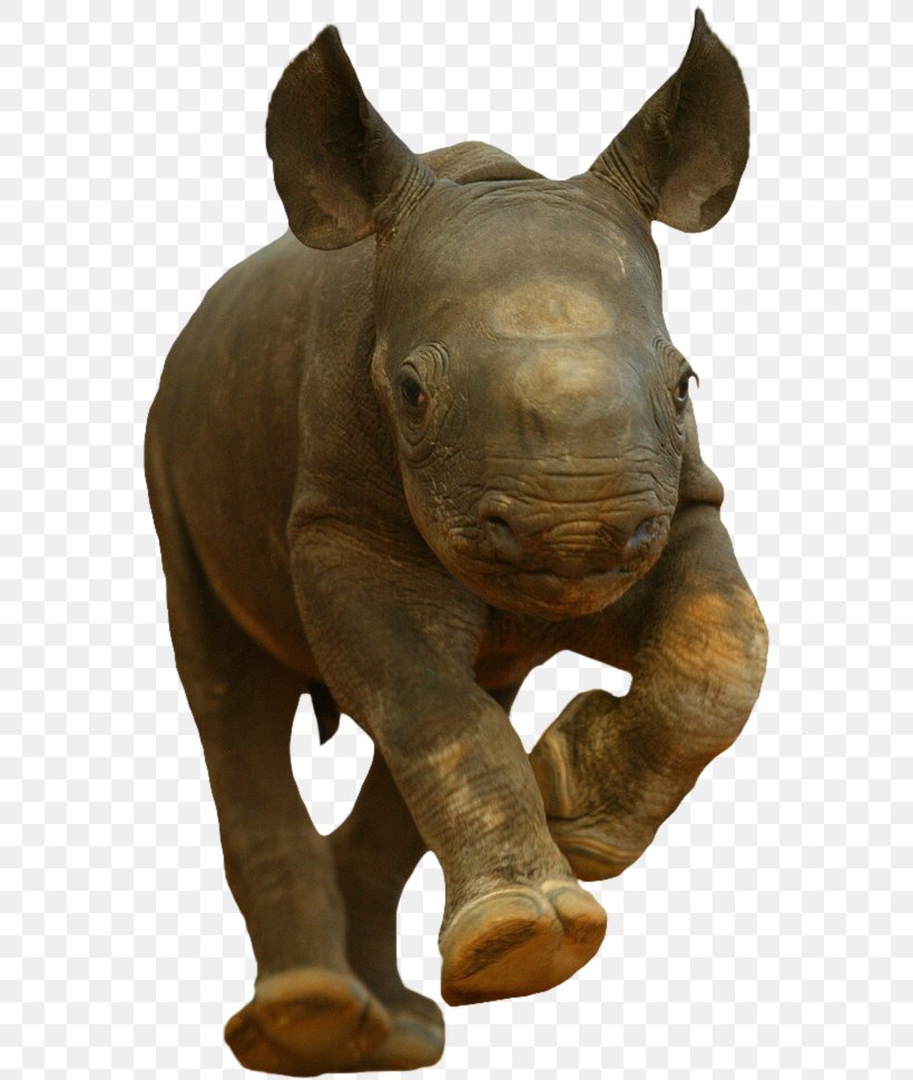 Rhinoceros Hippopotamus Tiger Kitten Baby Rhinos, PNG, 564x970px, Rhinoceros, Animal, Baby Rhinos, Black Rhinoceros, Cuteness Download Free