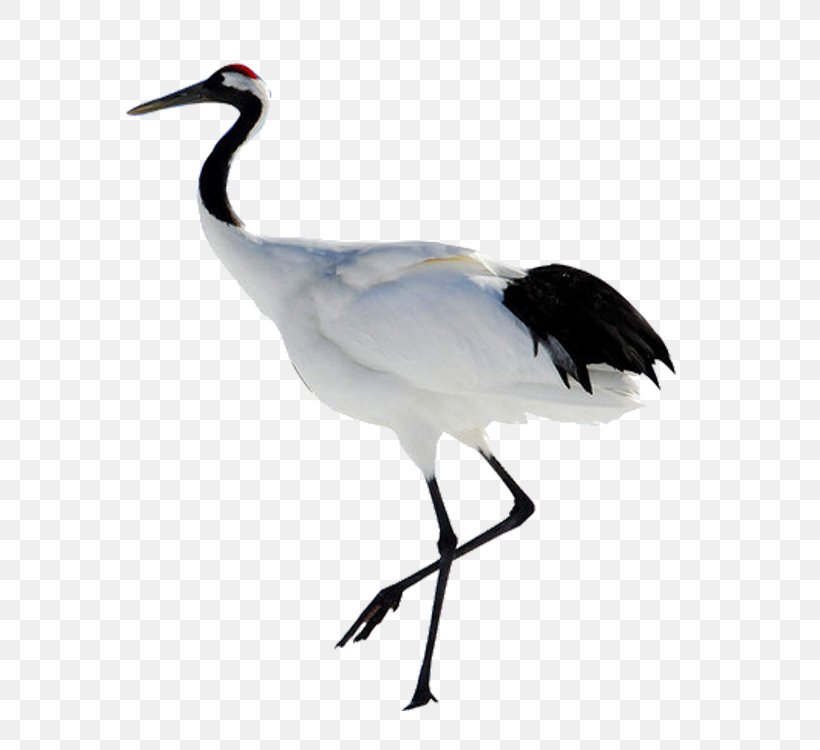 White Stork Bird China Red-crowned Crane Grey Crowned Crane, PNG, 750x750px, White Stork, Animal, Beak, Bird, China Download Free
