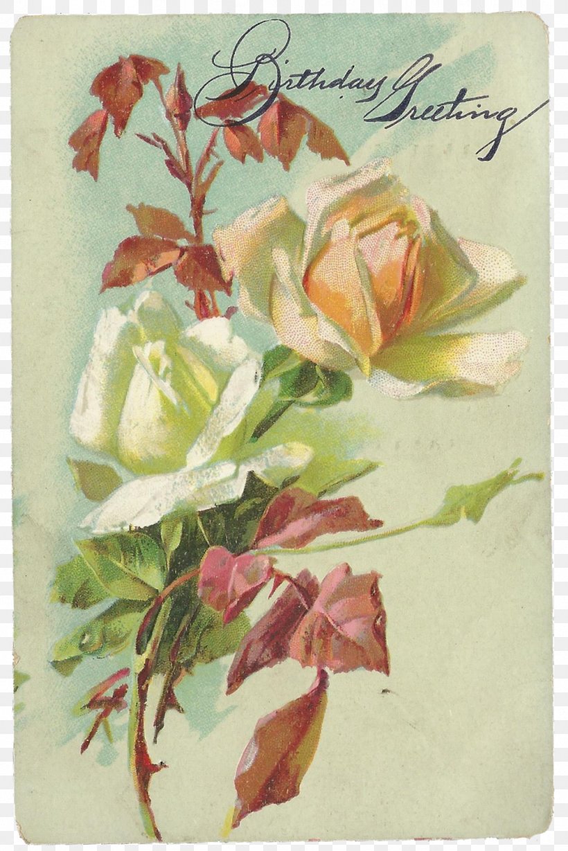 Cabbage Rose Garden Roses Watercolor Painting Floral Design Still Life, PNG, 1067x1600px, Cabbage Rose, Flora, Floral Design, Floristry, Flower Download Free