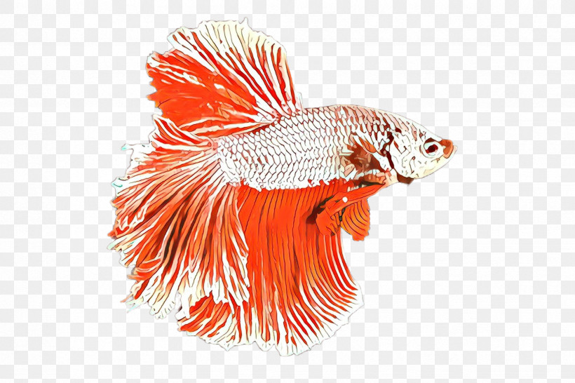 Orange, PNG, 2448x1632px, Orange, Feather, Fish, Goldfish, Tail Download Free