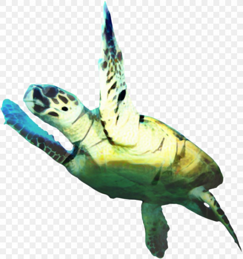 Sea Turtle Background, PNG, 864x924px, Loggerhead Sea Turtle, Animal, Fish, Green Sea Turtle, Hawksbill Sea Turtle Download Free