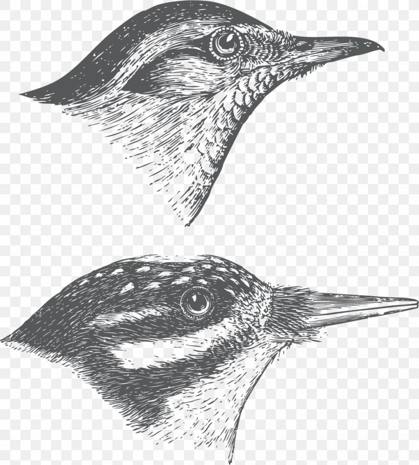 Swan Goose Bird Swallow Eurasian Magpie, PNG, 1001x1110px, Swan Goose, Anser, Barn Swallow, Beak, Bird Download Free