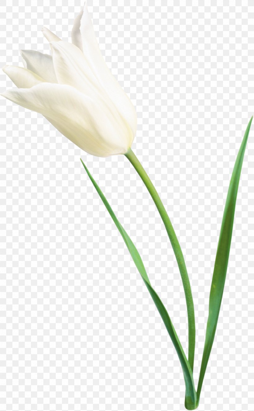 Tulip Flower White Clip Art, PNG, 2013x3249px, Tulip, Blume, Bud, Color, Cut Flowers Download Free