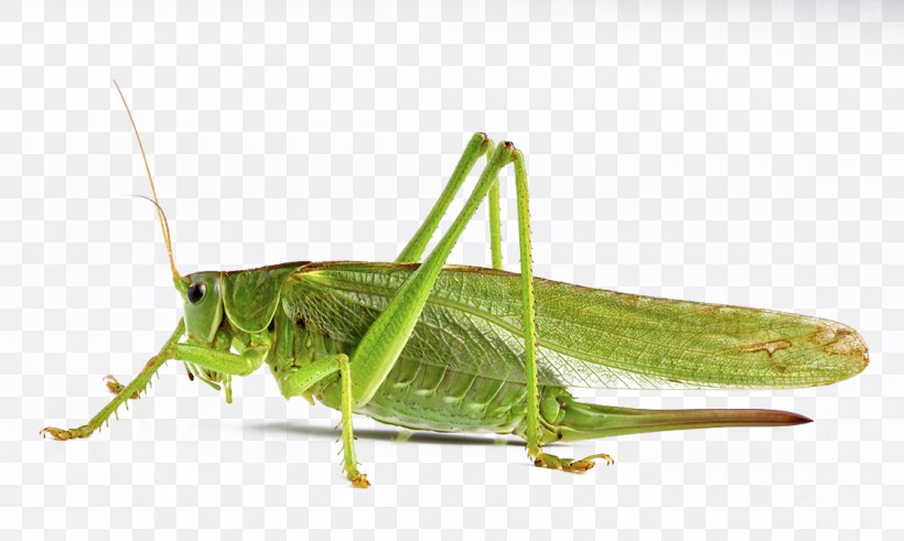 Airplane Photography, PNG, 1100x659px, Airplane, Arthropod, Caelifera, Cricket, Cricket Like Insect Download Free
