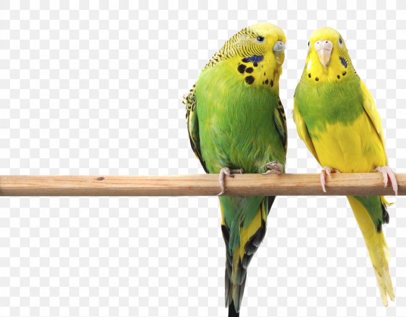 Budgerigar Bird Parrot Parakeet Cage, PNG, 950x743px, Budgerigar, Aviary, Beak, Bird, Bird Feeders Download Free