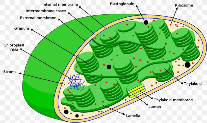 Chloroplast Photosynthesis Ribosome Stroma Thylakoid, PNG, 1000x598px, Chloroplast, Area, Cell, Cell Nucleus, Chlorophyll Download Free