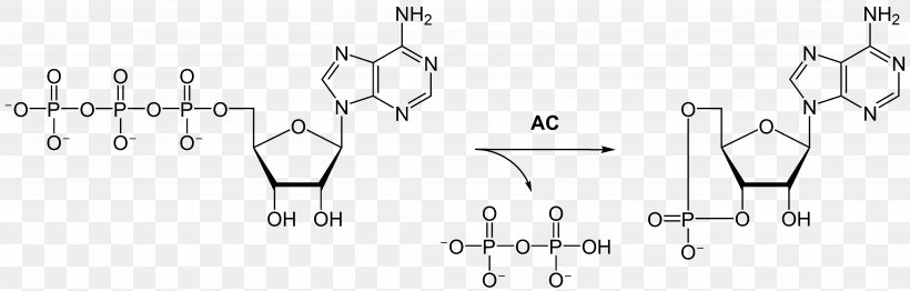 Flavin Adenine Dinucleotide Molecule Nicotinamide Adenine Dinucleotide Structure Adenosine Triphosphate, PNG, 4343x1389px, Watercolor, Cartoon, Flower, Frame, Heart Download Free