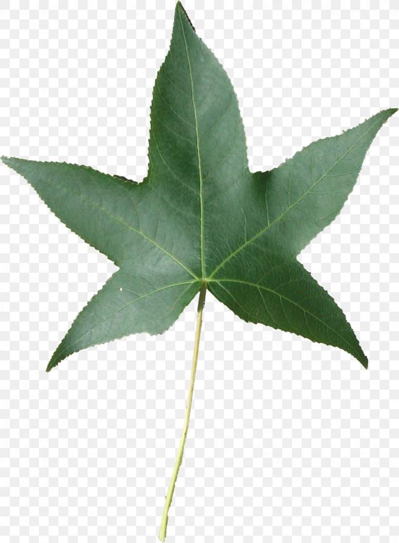 Leaf Plant Stem Tree, PNG, 1551x2110px, Leaf, Plant, Plant Stem, Tree Download Free
