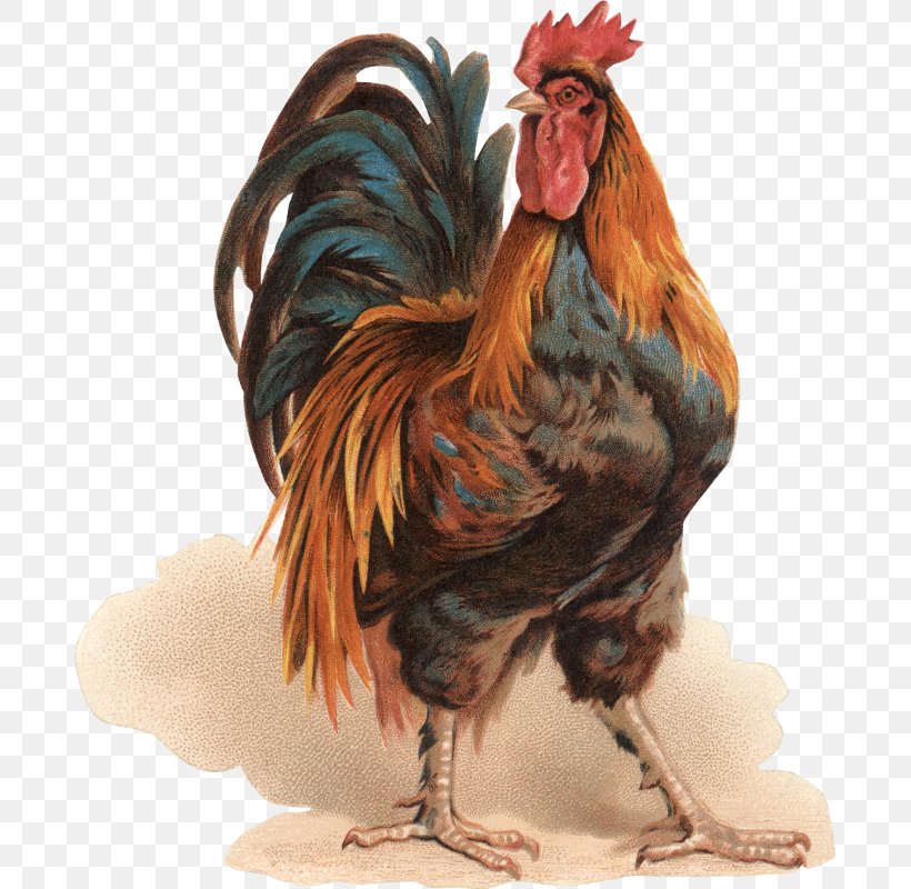 Rooster Silkie Chicken Coop Painting Bokmärke, PNG, 685x800px, Rooster, Beak, Bird, Chicken, Chicken Coop Download Free