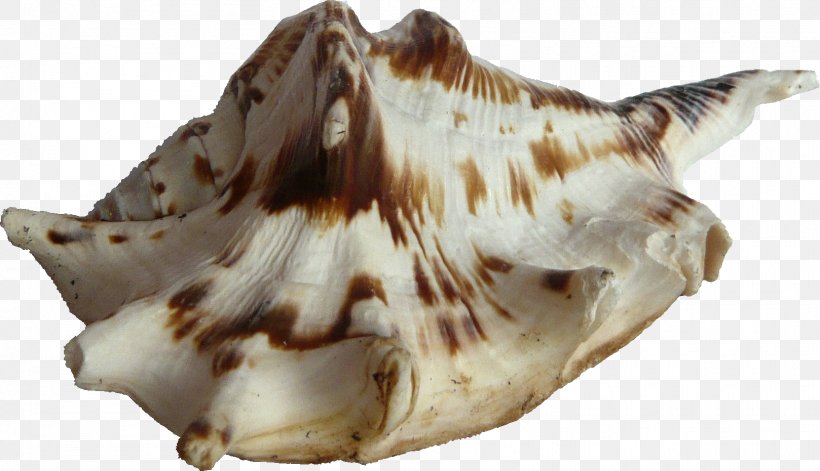Seashell Bivalvia Hotel, PNG, 1618x931px, Seashell, Airline Ticket, Bivalvia, Clams Oysters Mussels And Scallops, Conch Download Free