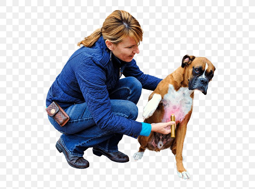 Dog Breed Horse Boxer Light Therapy Companion Dog, PNG, 650x606px, Dog Breed, Aggression, Boxer, Companion Dog, Dog Download Free