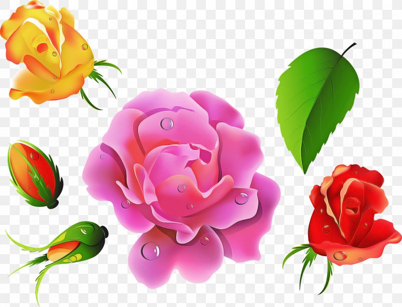 Garden Roses, PNG, 1600x1226px, Flower, Garden Roses, Hybrid Tea Rose, Petal, Pink Download Free