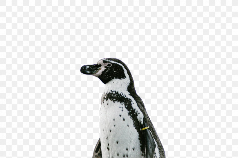 Penguins Birds Flightless Bird Beak Science, PNG, 1200x798px, Penguins, Beak, Biology, Birds, Flightless Bird Download Free