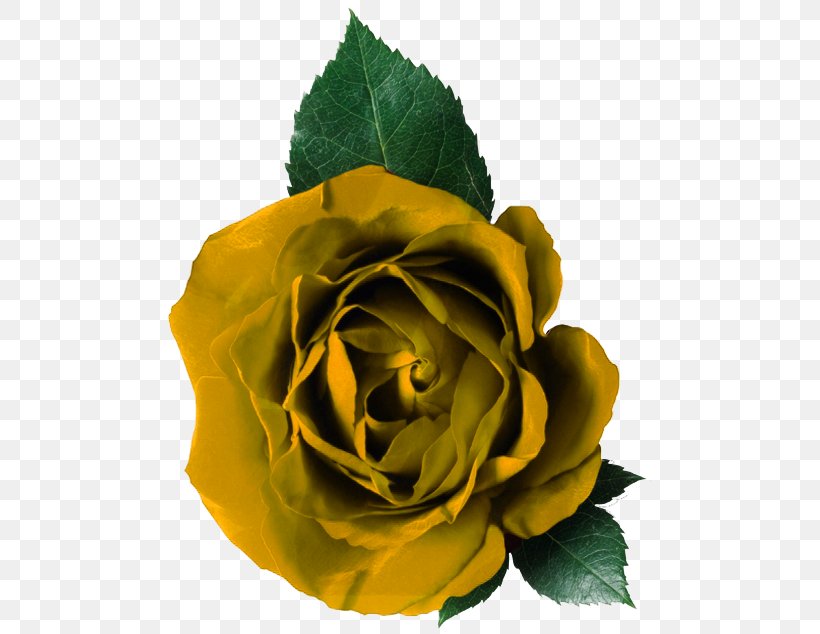 Rose Flower, PNG, 484x634px, Rose, Cut Flowers, Floribunda, Flower, Flowering Plant Download Free