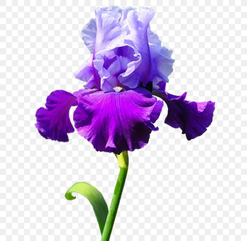 Irises Flower Blume Clip Art, PNG, 674x800px, Irises, Blume, Cattleya, Cut Flowers, Digital Image Download Free